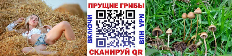 купить наркотик  omg tor  Псилоцибиновые грибы ЛСД  Камызяк 